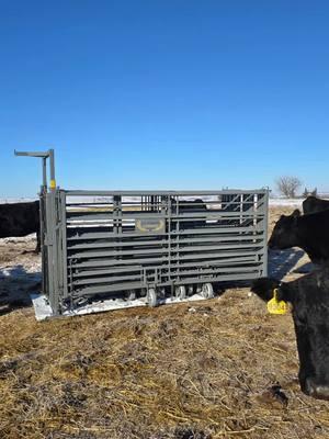 All-Purpose Corral  Unmatched flexibility and convenience #eatbeef #silencerchutes #turretgate #ranching #vetmed #feedlot #cattle #cattleranch #ranchlife #cattlefarm #cowboylife #calves #bulls #bovine #livestock #stockyards #rancher #farmlife #branding #rodeolife #ranchtok #farmtok #cattletok #calftok #cowcalf #backgroundingcattle #feedlotlife #feedlotcowboy #brandingseason #bullsale #taggingcalves #taggingcattle #heifercalf #showsteer #cattleshow #cowboyup #balebed #workingranch #ranchin #stockshowlife #bisonranch #buckingbulls #buckingbull #buckinghorses #buckinghorse #roping #ropingcattle #ropinghorse #cattlewomen #cattlemen #cattleman #ranchpony #cattleauction #salebarn #processingcattle #cattlebreeding #dairyfarmer #kansasbeef #safetyfirst #silencerchute #penrider #feedingcattle #vettok #vetschool #vetschoollife #cattlemenscongress #nwss #aussiebeef #floridacrackers #kentuckycattlemen #kansasbeef #nebraskacattlemen #texascattle #texascattleranchers #oklahomacattle #blackangus #blackanguscattle #blackangusbulls #anguscattle #redangus #redanguscattle #redangusbull #simangus #simmental #simmentalcattle #simmentals #charolais #charolaiscattle #charolaiscross #charolaisbull #hereford #herefordcattle #herefords #shorthorncattle #shorthorn #longhorncattle #beefmaster #beefmastercattle #beefmasterbull #gelbvieh #gelbviehbull #wagyu #wagyucross #corrientes #tiedownroping #calvingseason #limousin #limousincattle #limousinbull #aubrac #braford #brafordcattle #brahman #brahmancattle #chianina #droughtmaster #fleckvieh #lowlinecattle #maineanjou #piemontese #santagertrudiscattle #simbrah #zebu #westernlifestyle #agriculture #prca #molymfg #molymanufacturing #cowcountry #portablecorral #portablecorrals #wheelcorral #apcorral #businessbreed #angusassoc #Bison #bisonranch #bisonbull #buffaloranch #bisonmeat #workingranch #bullcalves #agritok #rfdvt #cowboychannel #cowgirlchannel #nfr #nfr2023 #nfrfashion #cowboychristmas #cattleindustry #stockers #cattlecare #femalefarmer #justranchin #womeninag #cowhorses #feedyard #ranchingfamily #growangus #livestockequipment #ranchwork #nelore #nelores ##nelorebrasil #tronco #troncos #pecuaria #touros 