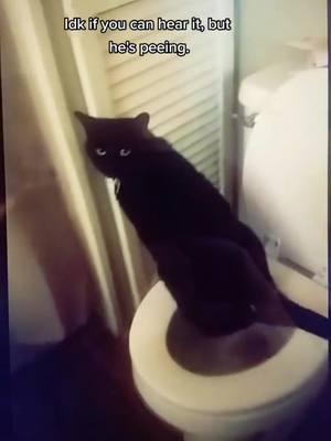 Sorry the quality is crap (no pun intended lol) but I found this video on my old account of my cat Geno takin a wiz on the toilet lmao 🐈‍⬛🚽✨ This is for all da haters who said I was tellin falsehoods 😅 I've had 4 black cats in my life and they've all been weird little goober goblins. 🫶🏻 . And I miss you sweet Bambino boy😔💔 it sucks I wasn't allowed to see you for the last few years of your life (aside from like one time, but that wasn't enough and wasn't fair) but I'm so happy I had you since you were a kitten ♡ I had 8½ amazing years together. I miss ya, goofy goblinbutt. Glad you and Bailey-beans are together again.🐾 xoxo #cats #catsoftiktok #blackcat #blackcats #blackcatsoftiktok #blackcatsaregoodluck #blackcatenergy #meow #cattricks #catsareweird #goblin 