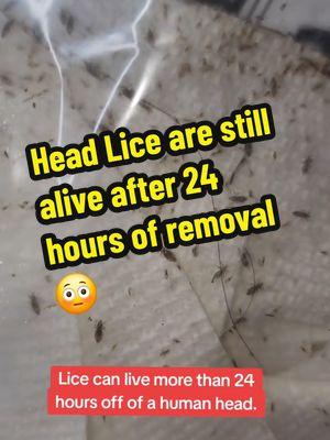 Sunday Facts of Lice #RGVLiceLady #lice #piojos #liceremoval #liceprevention #LiceRemovalService #rgvsmallbusiness 