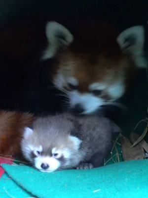 Red panda with her baby#redpanda #adorable #fyp #cute #amsr 