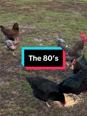 I’ve tried to quit you, 80’s music, but I’m never going to give you up… #dadjokes #80s #stereo #boombox #momsdadjokes #geese #goose #chicken #chickens #hen #hens #rooster #roosters #roostersofinstagram #nameyellingchicken #chickensofinstagram #backyardchickens #farmjokester #michaelsalerno