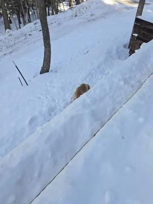 Sweet boy Einstein #helovesthesnow #Einstein #goldenretriever #fyp #foryou #foryoupage #mountainlife #Coloradoliving #coloradocheck #coloradotok #dogsoftiktok #dogtok #doglover #doglovers #dogloversoftiktok #snowday #snowlovers #snow #snowtoks #snowtiktok #goldenretrieverlife #goldenpuppy #livinghisbestlife 