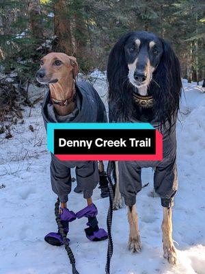 Hi guys! We are back! Hiking as always! #saluki #salukioftheworld #salukioftiktok #hound #azawakh #sighthound #sighthoundsoftiktok #dogs #dogsoftiktok #dog #hikingwithdogs #fyp #dogswhohike #pnwdogs #pnwdogsoftiktok #Hiking #hiketok #hikingadventures 