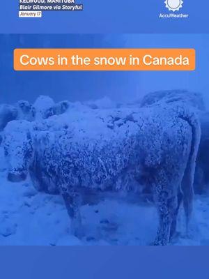 A herd of cows seemed unmoooved by snowy and windy conditions on a Manitoba farm on Friday. 🐮❄️ #cows #snow #canada #manitoba #winter #cold #animals #weather #accuweather 