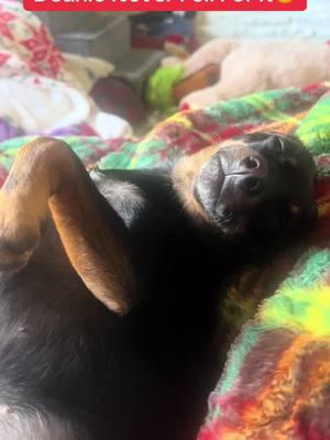 Deanie Knows What’s Up❤️ #deanie #deaniebug #whatajoke #tiktokban #heatedblanket #grouchydog #moodydog #chihuahua #minpin #sundayvibes #rescuedog #lazysunday #fyp 