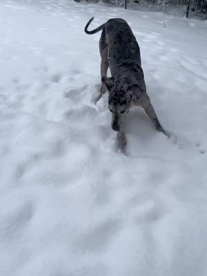 We’re back just in time for their first snow at the new house!🥹❄️ #charliestrong #thesnyderzoo #fyp #foryou #dogsofttiktok #greatdanesoftiktok #viral #dogs #snow #welcomebacktiktok 