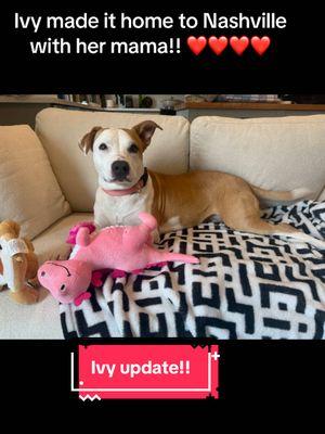 She’s the cutest!! #fyp #rescuedogarmy #rescuedogarmystrong #rescuedogarmy❤️ #ASMT #houstonwehaveaproblem #rescuedog #thisistexas #thisishouston #houstonwegotaproblem #fosteringsaveslives #texasdog #rescuedogs #shelterdog #fosteringsaves 