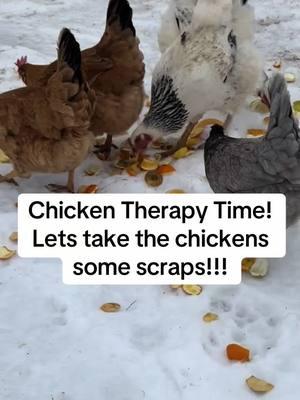 Have you tried Chicken Watching?  its great therapy!!!   . just them.  they are are so funny!   .  #wildrootsmagick      #farmlifeisthebestlife      #babybarndo      #barndominiumliving    #homesteadinglife      #homesteadingtiktok      #simpleluxury      #livingauthentically      #sustainableliving      #seasonalliving      #chickentherapy  #backyardchickens  #winter2025       #imbolc   #imbolc2025   #imbolcblessings    