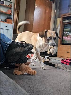 It's a race to see who can bring me the most toys 😅 Making clean up time a game so it is fun for all of us 🤩 #happydogs #gooddogs #smalldogsoftiktok #ilovethemsomuch #catahoulaleoparddog #smalldogsoftiktok 