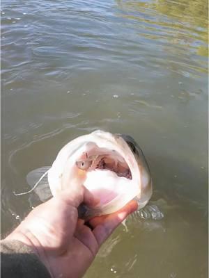 Big snook at the NLBN Mini Mullet 🔥🔥🔥 first snook of 2025 wasnt too bad! #snook #fishing #fishtok #florida #nlbn #pennreels #fenwickrods