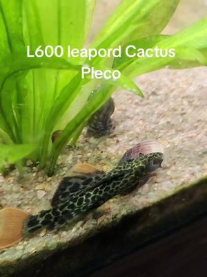 #pleco #fish #fishtok #fyp #pets #aquarium #fishkeeping #freshwater #massfollowing🔥🔥 #catfish 