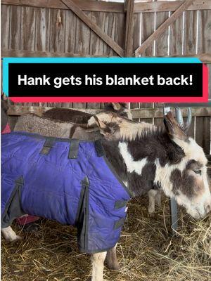 It’s that time… Hanky panky gets his blankey back on and Reba! #farmlife #winterfashion #noblankhank #minidonkeysoftiktok #winterfarmlife #blanket 