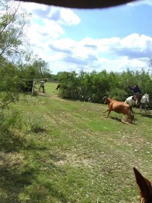 #kingropes #fyp #cowboyshit #cowboybebop #horsesoftiktok #dayinmylife #southtexas #gotem #fy #daythuggin #getcrackin 