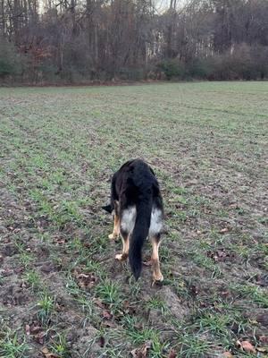 Major track from today! She four all four articles hit all 3 turns and did not get distracted by the deer tracks or random sweet potatoes! Good job girly!!!!! #gsdlife #gsdlove #gsd #germanshepherd #gsdoftiktok #dog #gsdlover #dogtok #dogsoftiktok #germanshepherdsoftiktok #germanshepherddog #tracking #schutzhund #activity #foryoupage 