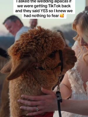 CAN CONFIRM, WAS VERY FLOOFY 😭🤩💕🥰 #weddingalpacas #weddingdayvibes #weddingvideographer 