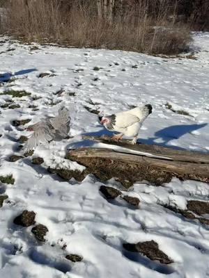 #queenchickieshomestead #homesteading #homesteadinglife #chickensoftiktok🥰 #queenchickies #sourdough 