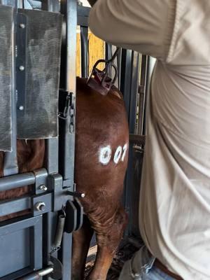 DIAMOND E TOUGIE 007 getting branded. We are excited to see what the future holds for this guy. @BEveritt❤️ #DiamondEcattle #showcowsoftiktok #brahman #brahmanrojo #showcattle #bull #galyeantrailers #galyeanstocktrailers 