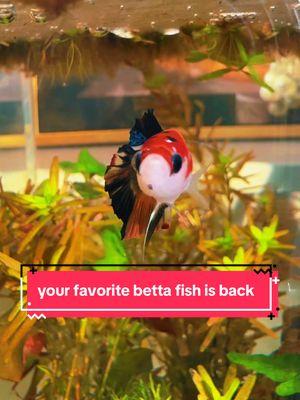 oops 🙊 silly betta fish 🤭 #bettafish #bettatok #bettatank #betta 