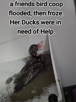 My "Duck Infirmary" is about ready to close shop, as the ducks are ready to go home! this has been a labor of love. keeping ducks clean and dry isn't easy. but we did it, and they're all healed up! My friend has taken steps to prevent her Coop from flooding again. winter in Missouri can be miserable. #duckinfirmary #duckrescue #muscovy #quack #farmlife #winterishard #coldweather 