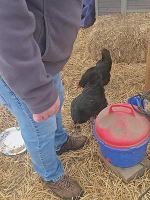 my girls are doing good so far with the cold 🥶 it was actually not bad in the run today.  Hopefully tonight they will be good. extra bedding in coop and will cover the coop its small one inside the run which is covered as well. we have moving blankets well covered so not drafty.  if it's too bad were ready to bring indoors.  I just don't want to shock them from heat back to cold.   #chickenmom #chikensoftiktok #chikensoftiktok #blackaustralorp #backyardchickens #hensoftiktok #chicken #chickentok #michigan #snow #cold vortex #trending #fyppppppppppppppppppppppp #fypシ゚viral 