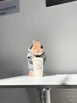 Of course Sunday ☕️ @cassetta.co  #bunnydayoff #bunny#orangebunny #fashionista #rabbitsofinstagram #netherlanddwarfbunny #hiphop #vogue #pets #animals #animalovers #petmodel #losangeles #rabbits #StreetFashion #petinfluencer #cosmetics #bunnywithglasses #bunniesofinstagram #viral #OOTD #bunnyrabbit #petvlog #Vlog #lifestyleblogger 