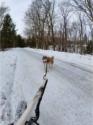 Fun in the snow #siberianhusky #huskysoftiktok #dogmushing #runningdog #ebike #sleddog #bikingwithyourdog #runninghusky #huskylife #esnowbike #huskylove