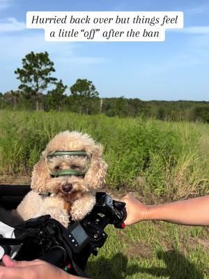 Proceed with caution #testingthewaters #shortestban #tiktokban #poodle #minipoodle #bikingdog #doggoggles #bikesafety #poodles #adventuredog 