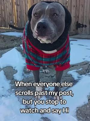 Welcome back frens #dogsoftiktok #tiktokdogs #fyp #sprocket #pitbull #dog #pitbulllife 