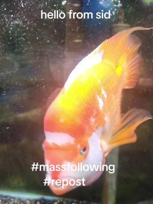 #massfollowing🔥🔥 #chiclid #fish #fishtok #fyp #pets #aquarium #fishkeeping #freshwater #reddevil