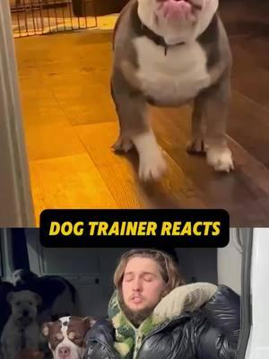 ⚠️ DOG TRAINER REACTS ⚠️ - Bulldog gets sassy with owner! #dog #DogTraining #dogpsychology #dogbreeds #bullybreed #bulldog #doglover #dogpack #dogsofinstagram #pitbull #fyp