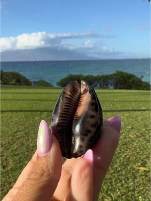 Look at what found me!! #vacation #mermaid #shelling #shells #seashell #cowrie #shell #treasure #freediving #freediver #beachcombing #beachcomber #snorkeling #snorkel #reef #hawaii #scuba #mermaids #maui #beachday 