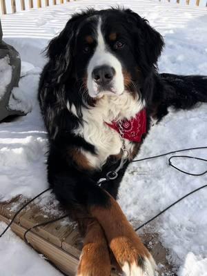 We are soooo back! ❤️❤️ #bmd #bernesemountaindog #bernese #berner #willard #dogsoftiktok #dog #dogs #puppy #puppiesoftiktok #foryou #foryoupage 