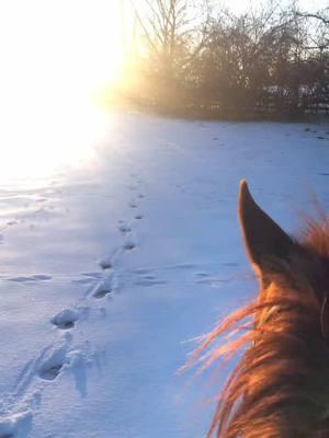 There’s no better sound! #asmr #favoritesound #horsesoftiktok #equestrianlife 