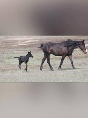 Missing the warmer days. Tracking in the winter is brutal. #fyp #wildhorsesoftiktok #wildhorses #foryoupage #theodorerooseveltnationlpark #nationalparks #horsesoftiktokforyoupage 