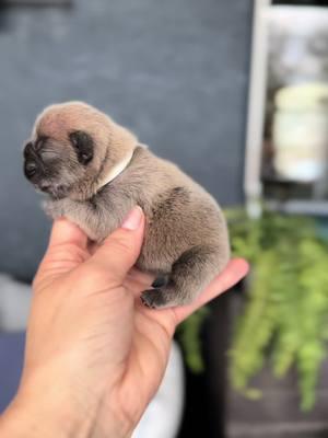 We are back !  #chubby #sochubby #goshhescute #fypシ #foryoupage #bearcub #pibble12#frenchieshow #813frenchiesline #813frenchies #fortheloveofpuppies #puppiesgoviral #viralpuppy #chunky #squishyfacecrew #teddybearface #outstanding #bestofthebest #sweetlittleangel #sweetlittlepuppy #pibble  #yourbestlife #pibblelove #pibblelife #pibblemix #pibblesoftiktok #pibblemom 