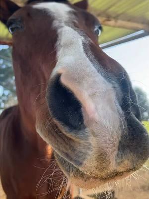 We’re back! Did you miss us for that less than 24 hours 😝 #tiktokban #welcomeback #shesback #horse #horsegirl #horselife #horsemom #horsegirlcheck #crazyhorsegirl #horsegirlvibes #iykyk #western #ranchlife #ranch #ariat #tattoo #foryou #foryoupage #fyp #virial #trend #viraltrend #bestfriend #horsesoftiktok #horseriding #horsetok #horselover 