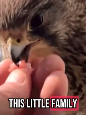 A #bird family of #kestrel #falcons growing up together