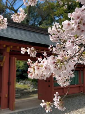 I will never forget the sakura trees 🌸 #fyp #fypシ #japan #日本国 #写真好きな人と繋がりたい #travel #shrine #cherryblossom #sakura #ファインダー越しの私の世界 #富士山本宮浅間大社 