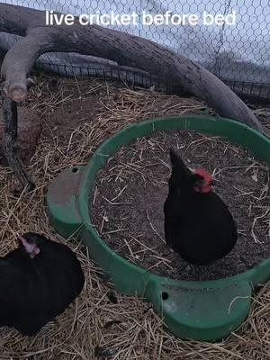 #chickentok #chicken #hensoftiktok #backyardchickens #blackaustralorp #chikensoftiktok #chickenmom #treatsplease❤️ #snow #cold #michigan #trending #fyppppppppppppppppppppppp #fypシ゚viral 