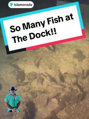 So many fish at the dock tonight! #floridakeys #floridakeyslife #floridakeysvacation #waterfrontproperty #floridakeysrealestate #floridakeysrealtor #keywestrealestateagent #paradise #livestream #snapper #islamorada #keywest #longkey @American Caribbean Real Estate 