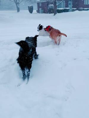 Holy crap 💩 it’s #snow good night fren we exhausted 🥱 after being up all night and today worrying about TikTok and shoveling snow ims worn out #fy #dogs #playing #snowing #dogsofttiktok #fyp #pets #sweetdogs #havingthebesttime #dogtok #dogloversfeed 