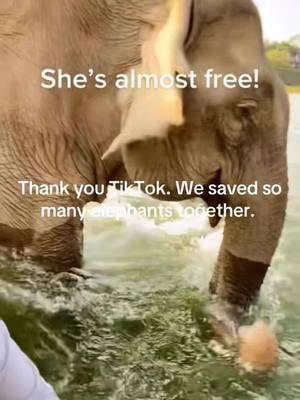 #duet with @Aaron Jackson #plantingpeace #freedom #elephant #fyp #viralvideo #fypシ #viraltiktok #fypシ゚viral #trending #fypage #trend #fy 