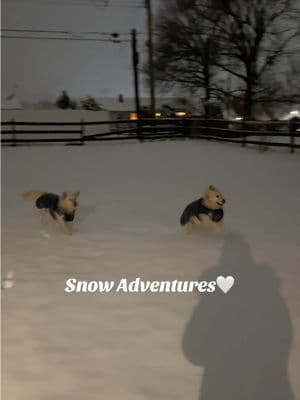 Best buddies forever💙❄️ — #tiktok #pennsylvania #golden #goldens #bestbuds #brothers #snow #explore #foryou #cutedog #cutedogs #goodboy #funny #funnydog #dogs 