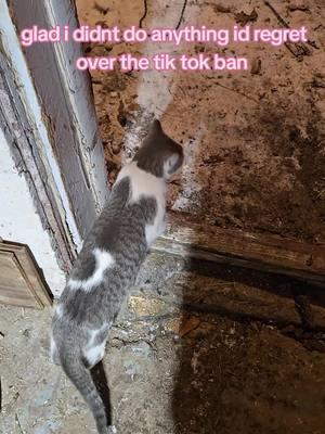 #tiktok2.0#lostandfoundhobbyfarm #lostandfound #bordercolliesoftiktok #hobbyfarmlife#2ndchance