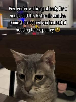 Priorities 🙄😾 #funnycatsoftiktok #funnycatvideos #catoftheday #cats #video #animecat #greytabby #tabbycat #cattok 