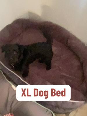 XL Dog Bed #dogbed #xldogbed #labradorretriever #petbed #orthopedicdogbed #foamdogbed 