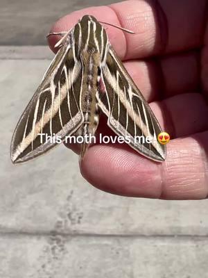 I love Lepidoptera!🦋🦋🦋🦋🦋🦋.  #sphinxmoth #lepidoptera 