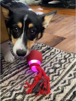 So cool, and he can play by himself when I don’t feel like gettin up 😆 #interactiveball #toyball #dogsoftiktok #dogtoy #dogtok #fyp #corgi 