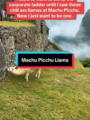 Just trying to be a Machu Picchu llama at this point  #machupicchu #perutravel 