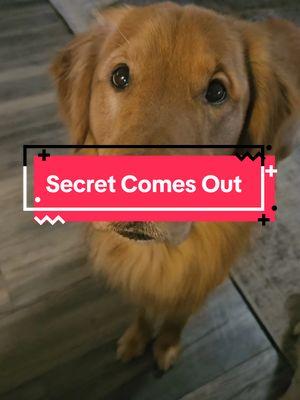 Figured now that tiktok is back we can give out our big secret of how these videos are made 😂 #foryoupage #furbaby #secret #bowiethegoldenboy2023 #dogsoftiktok #bennythegoldenboy2022 #creator #goldenretriever #human #dog #fypシ #puppytiktok #fyp 